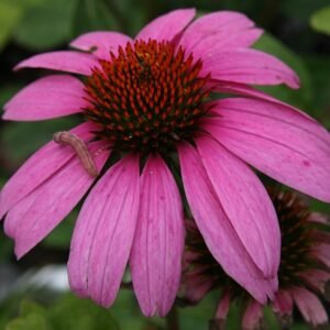 Echinacea 'Magnus' bloem in diep paars met oranje centrum.