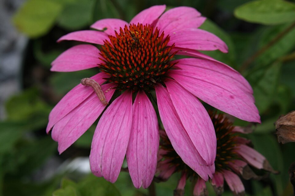 Echinacea 'Magnus' bloem in diep paars met oranje centrum.