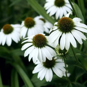 Echinacea 'White Swan' bloem in wit met geel hart op groene bladeren.