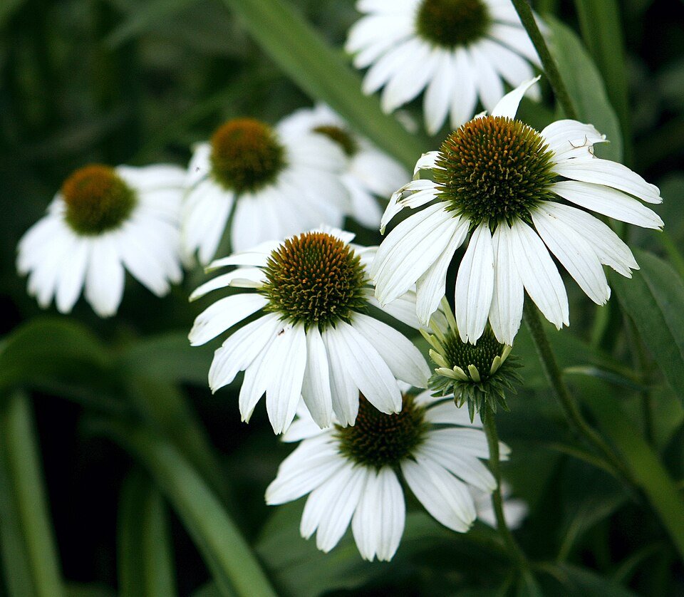 Echinacea 'White Swan' bloem in wit met geel hart op groene bladeren.