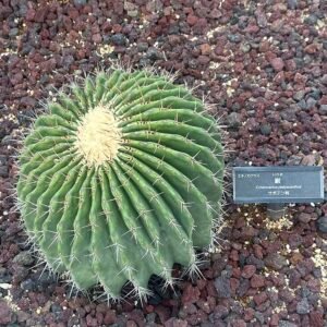 Echinocactus platyacanthus cactus with long spines and green flesh.