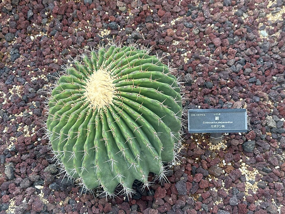 Echinocactus platyacanthus cactus with long spines and green flesh.