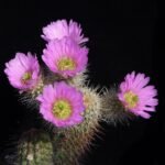 Echinocereus spinigemmatus cactus met levendige roze bloemen op een stekelige groene stengel.
