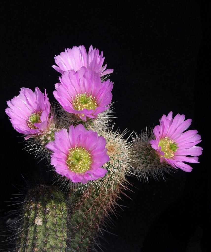 Echinocereus spinigemmatus cactus met levendige roze bloemen op een stekelige groene stengel.