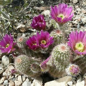 Echinocereus bonkerae cactus met felroze bloemen en stekels in woestijnlandschap.