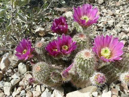 Echinocereus bonkerae cactus met felroze bloemen en stekels in woestijnlandschap.