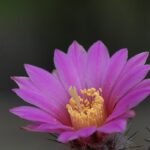 Echinocereus adustus cactus met roze bloemen in tuinsetting.