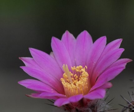 Echinocereus adustus cactus met roze bloemen in tuinsetting.
