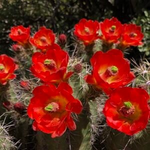 Echinocereus arizonicus cactus met helderroze bloemen in een woestijnlandschap.
