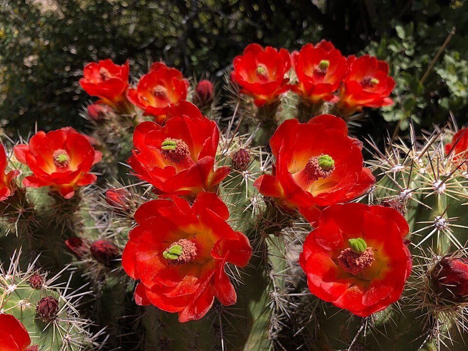 Echinocereus arizonicus cactus met helderroze bloemen in een woestijnlandschap.