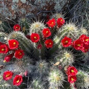 Echinocereus bakeri cactus met roze bloemen en lange stekels.