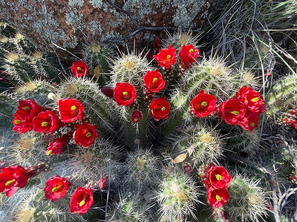 Echinocereus bakeri cactus met roze bloemen en lange stekels.