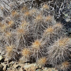 Echinocereus barthelowanus cactus met lange stekelige groene stelen en helder roze bloemen in bloei.