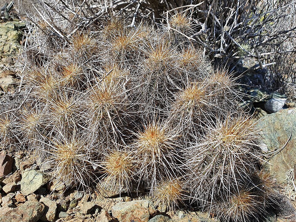 Echinocereus barthelowanus cactus met lange stekelige groene stelen en helder roze bloemen in bloei.