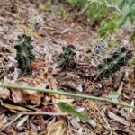 Echinocereus berlandieri cactus met helderroze bloemen in bloei op rotsachtig woestijnterrein.