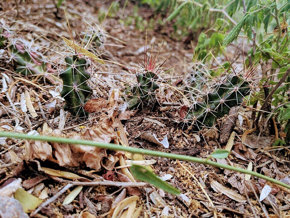 Echinocereus berlandieri cactus met helderroze bloemen in bloei op rotsachtig woestijnterrein.
