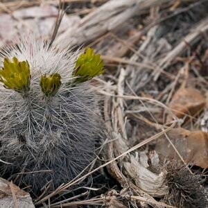 Roze bloemen en stekelige groene stelen van Echinocereus canus cactus.