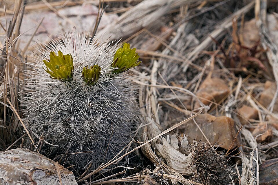 Roze bloemen en stekelige groene stelen van Echinocereus canus cactus.