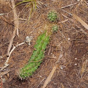 Bloeiende Echinocereus coccineus cactus met felrode bloemen en groene stekels.