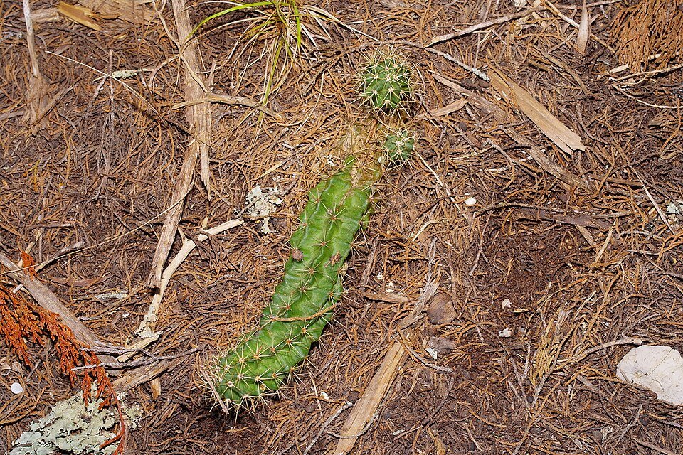 Bloeiende Echinocereus coccineus cactus met felrode bloemen en groene stekels.