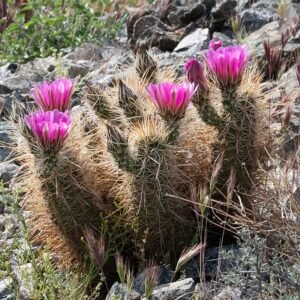 Echinocereus engelmannii cactus met heldere roze bloemen en stekelige stengels.
