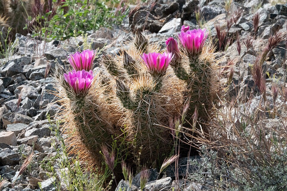 Echinocereus engelmannii cactus met heldere roze bloemen en stekelige stengels.