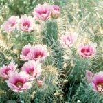 Roze Echinocereus fasciculatus cactus bloeit in close-up.