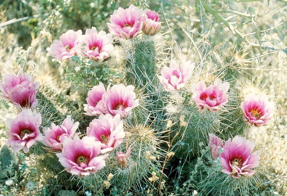 Roze Echinocereus fasciculatus cactus bloeit in close-up.