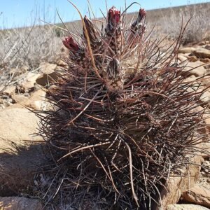 Echinocereus ferreirianus cactus met roze bloemen in bloei op rotsachtig woestijnlandschap.