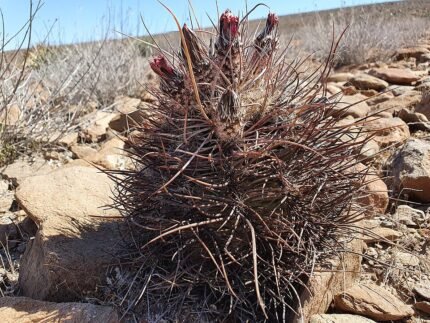 Echinocereus ferreirianus cactus met roze bloemen in bloei op rotsachtig woestijnlandschap.