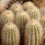 Close-up van Echinocereus longisetus subsp. freudenbergeri cactus met lange witte doornen.