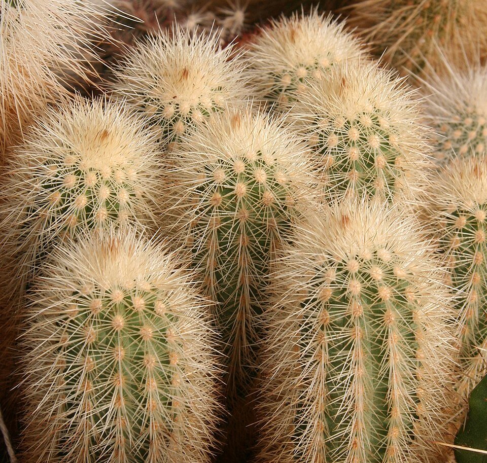 Close-up van Echinocereus longisetus subsp. freudenbergeri cactus met lange witte doornen.