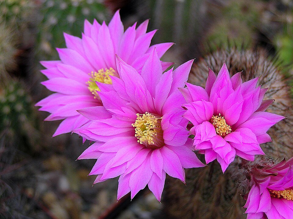 Echinocereus laui cactus met roze bloemen in woestijnomgeving.