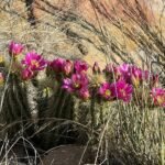 Echinocereus ledingii cactus met roze bloemen bloeit in een woestijnlandschap.