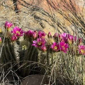 Echinocereus ledingii cactus met roze bloemen bloeit in een woestijnlandschap.