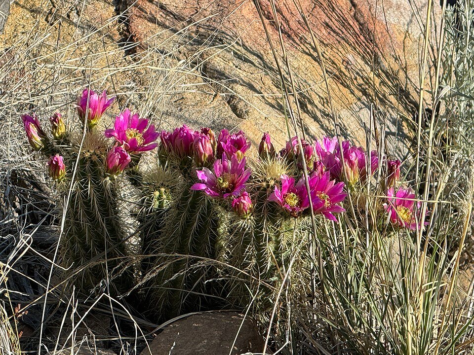 Echinocereus ledingii cactus met roze bloemen bloeit in een woestijnlandschap.