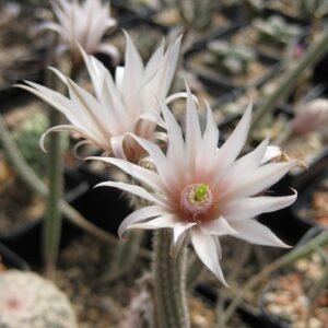 Echinocereus leucanthus cactus met witte stekels en roze bloemen in bloei.
