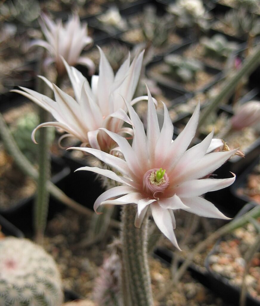 Echinocereus leucanthus cactus met witte stekels en roze bloemen in bloei.