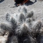 Echinocereus longisetus cactus met lange witte stekels en roze bloemen in bloei.