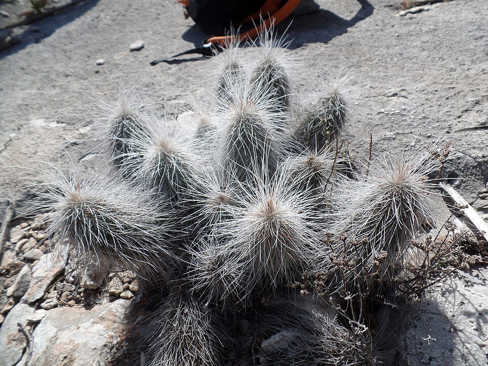 Echinocereus longisetus cactus met lange witte stekels en roze bloemen in bloei.