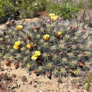 Echinocereus maritimus cactus met lichtroze bloemen op heldere achtergrond.