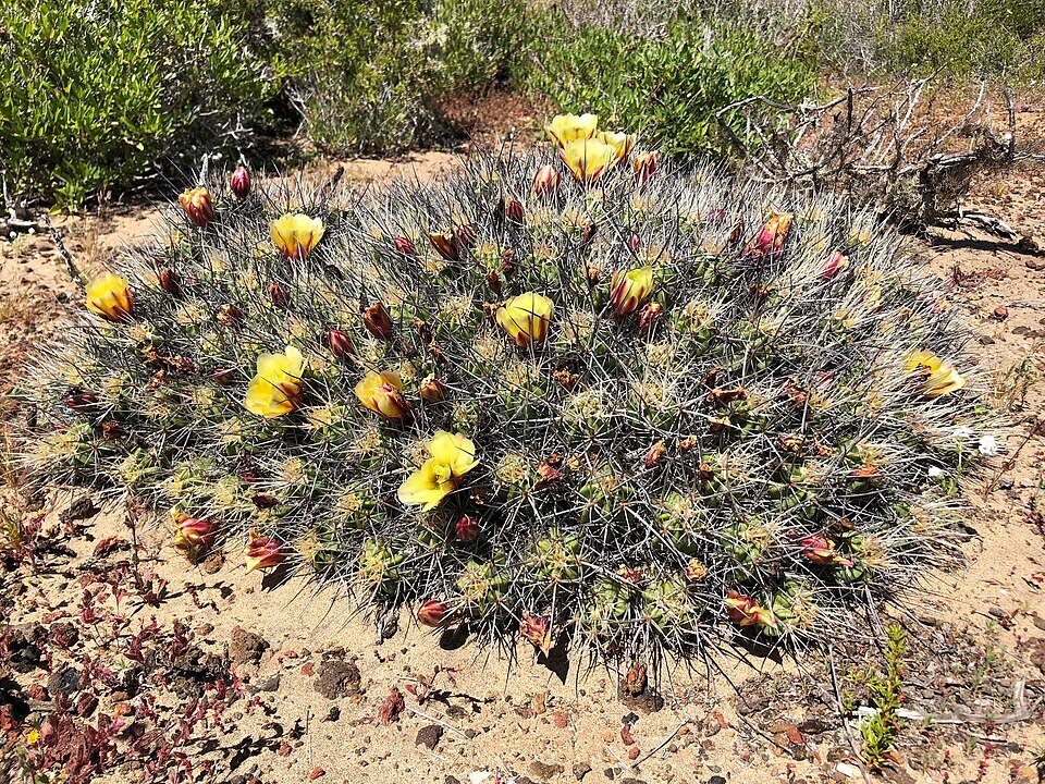 Echinocereus maritimus cactus met lichtroze bloemen op heldere achtergrond.