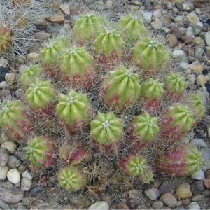Echinocereus enneacanthus cactus met felroze bloemen en groene stekels.