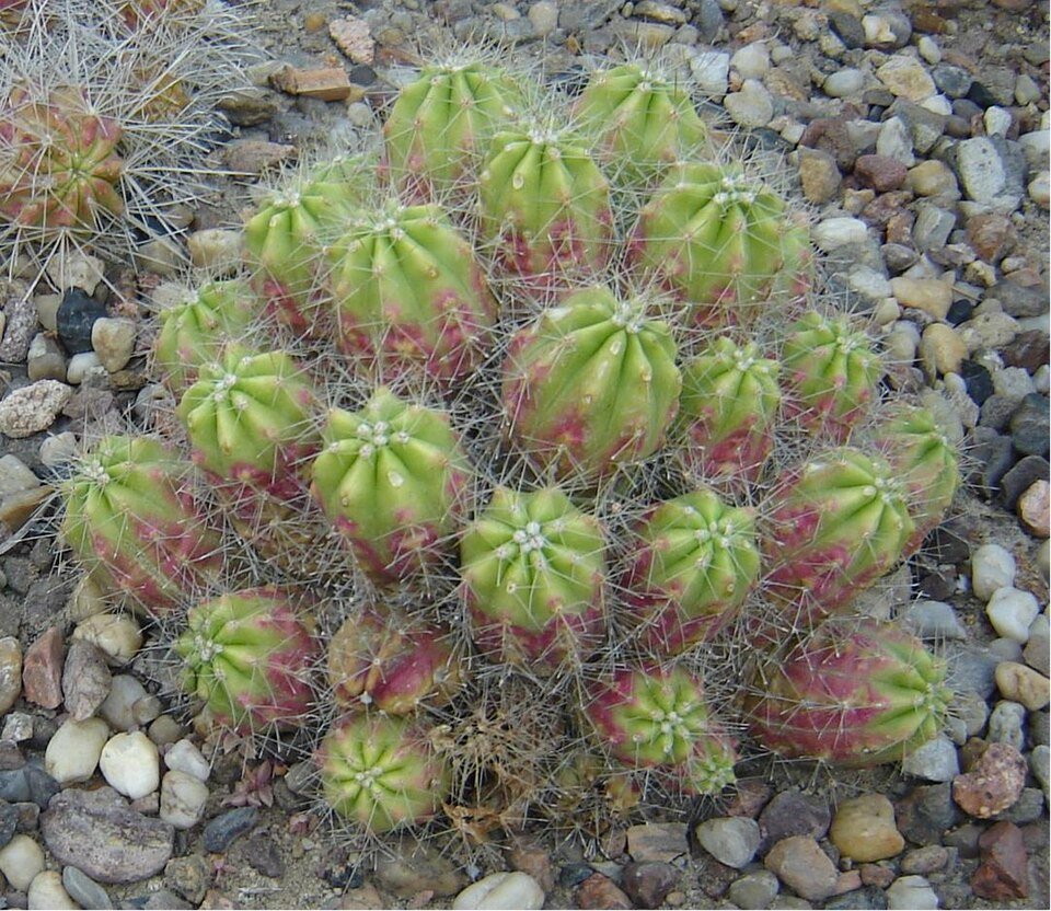 Echinocereus enneacanthus cactus met felroze bloemen en groene stekels.