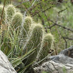 Compacte Echinocereus occidentalis cactus met heldere roze bloemen en stekelige stengels.