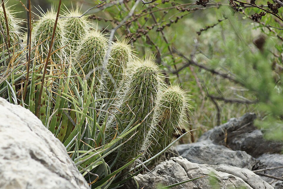 Compacte Echinocereus occidentalis cactus met heldere roze bloemen en stekelige stengels.