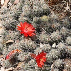 Bloeiende Echinocereus ortegae cactus met felroze bloemen en stekels.