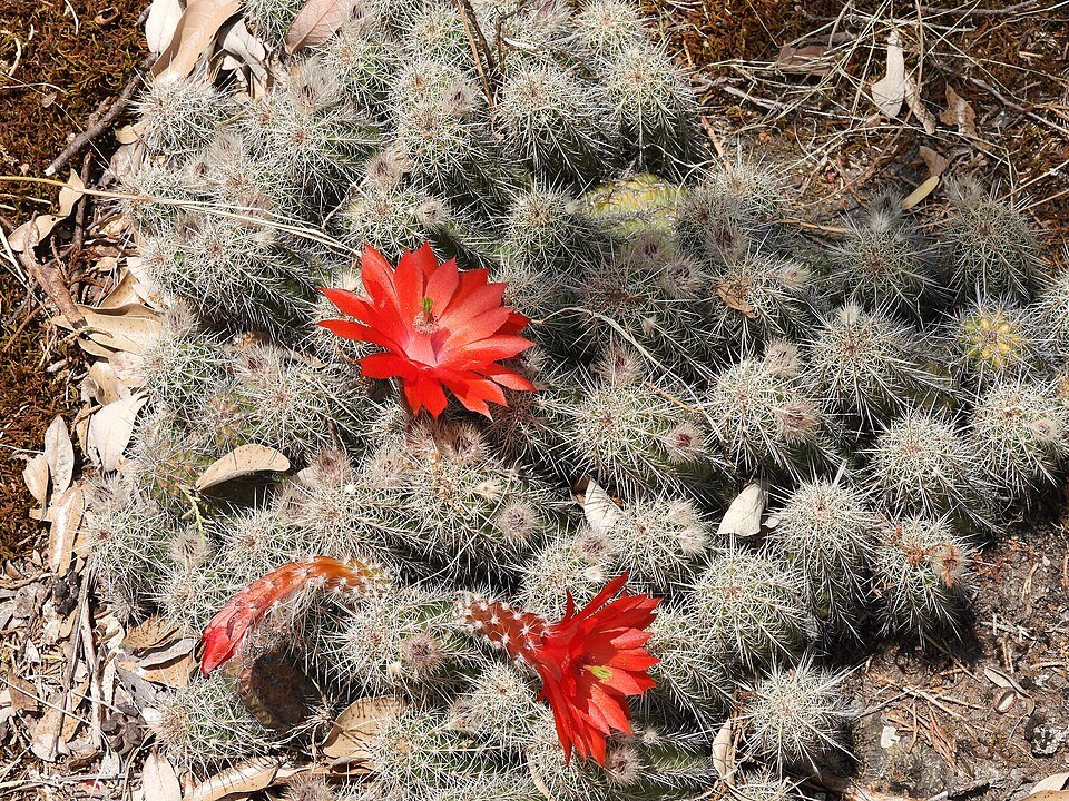 Bloeiende Echinocereus ortegae cactus met felroze bloemen en stekels.