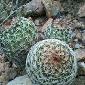 Echinocereus pamanesiorum cactus met roze bloemen en stekels.
