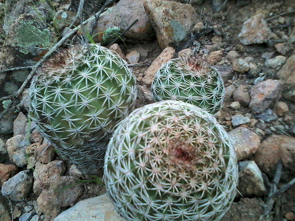 Echinocereus pamanesiorum cactus met roze bloemen en stekels.